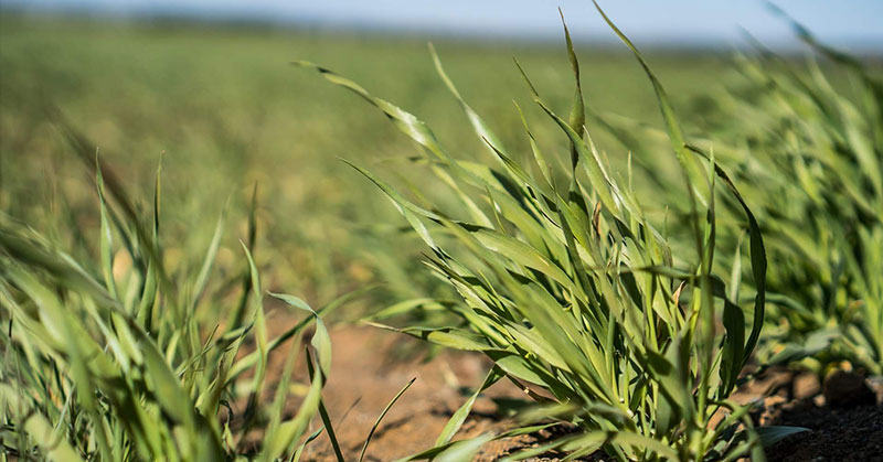 100% Icelandic barley